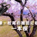 宮津・松尾の棚田に咲く 一本桜